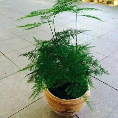 綠植租擺
